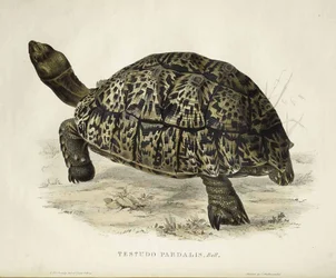 Testudo pardalis